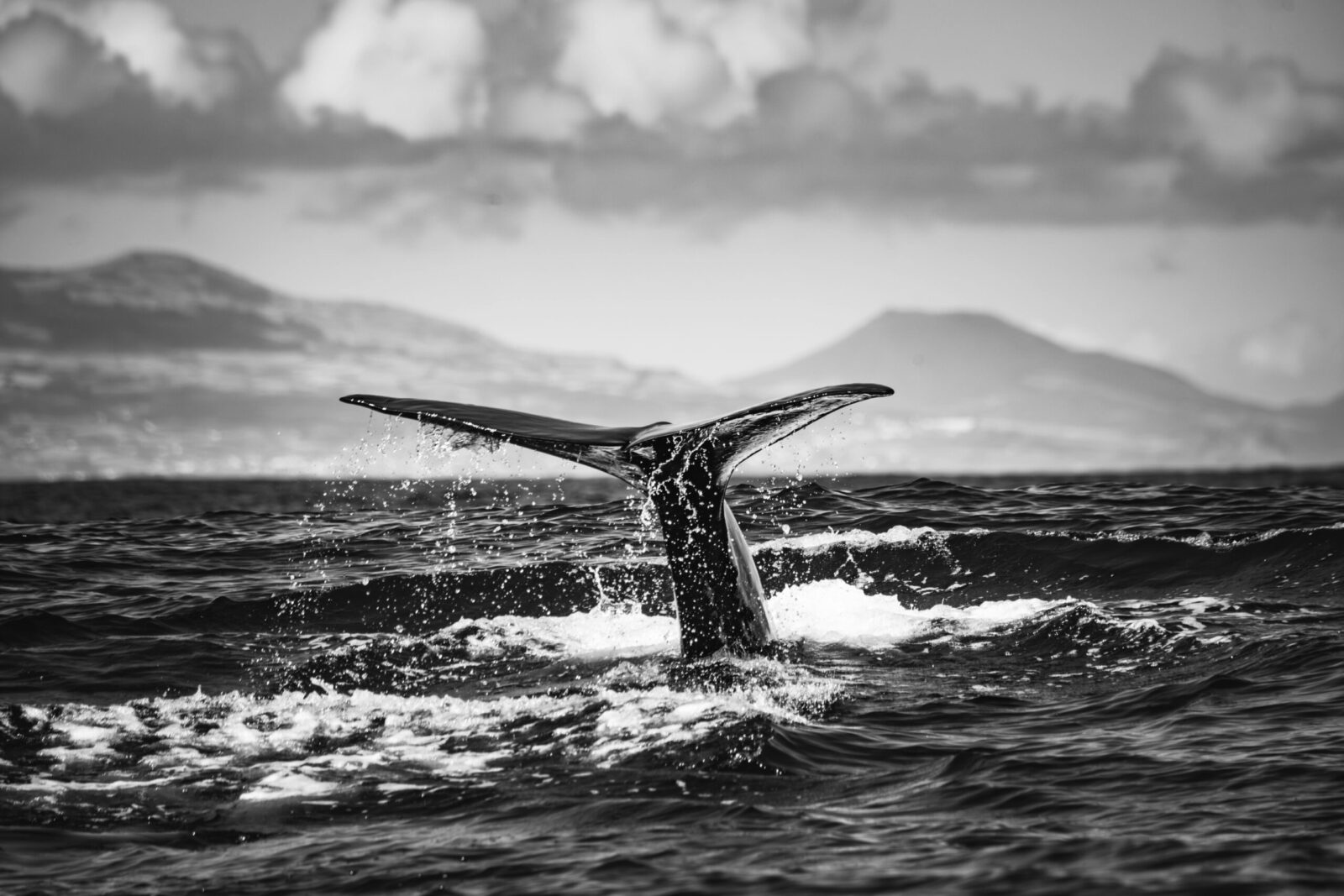 Black and white photo of a whale tail emerging from the ocean with distant mountains.